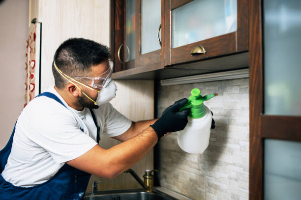 Best Termite Control Services  in Spurgeon, TN