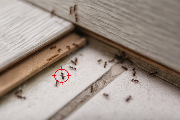 Best Affordable Pest Control Services  in Spurgeon, TN